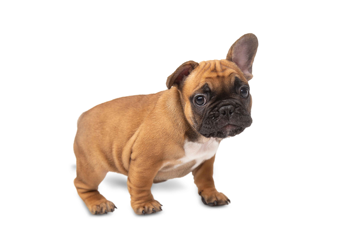 SuperZoo